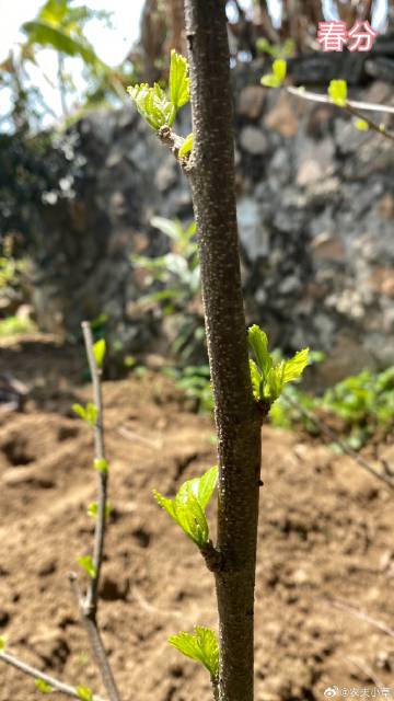 小草客户端永久地址小草客户端android23