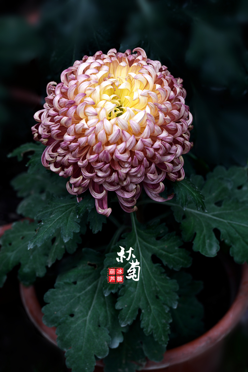 秋菊手机版经典秋菊古诗四句-第2张图片-太平洋在线下载