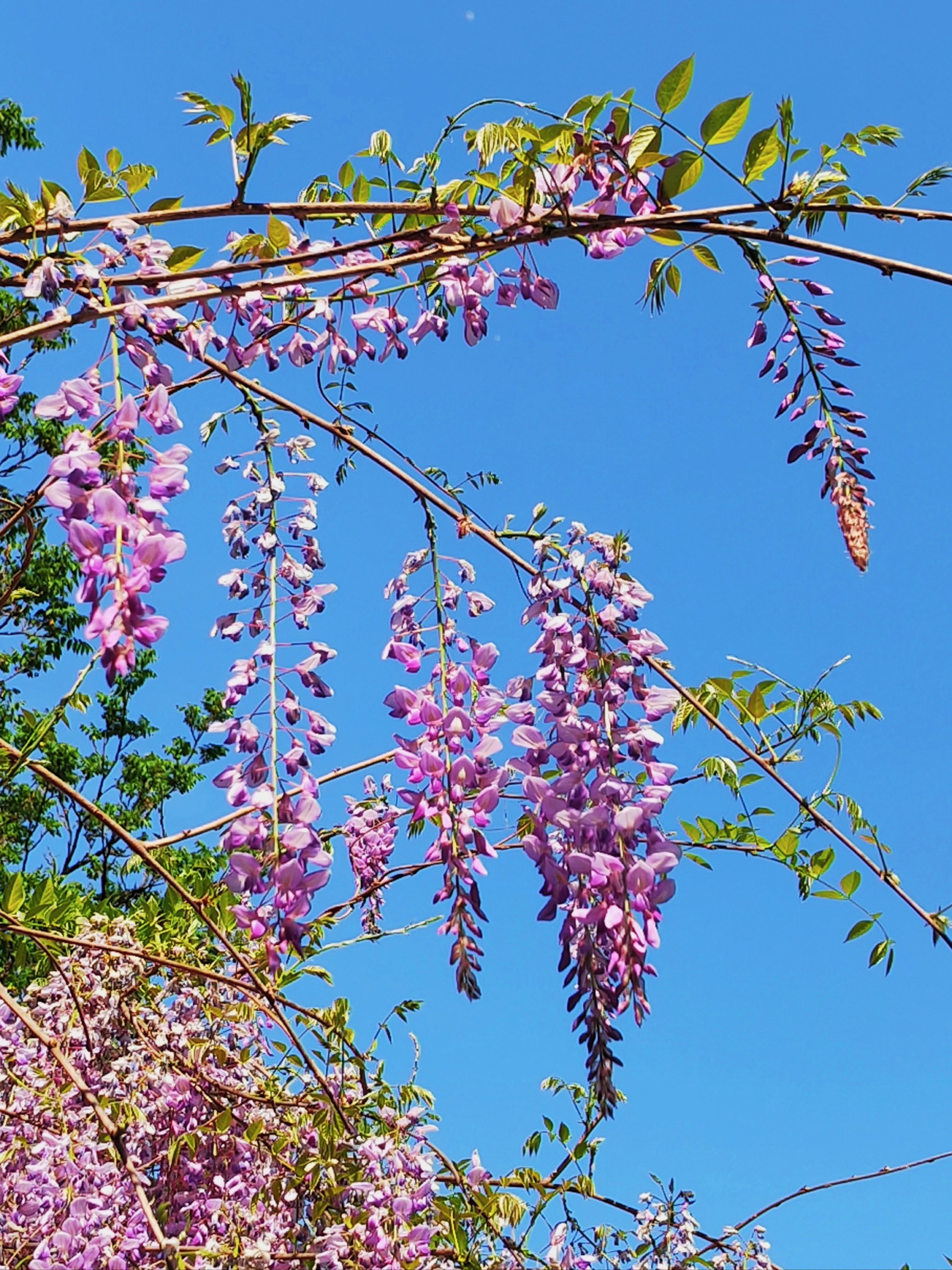 手机版花藤花藤电脑版